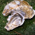 alt="貝のちゃんとした画像"