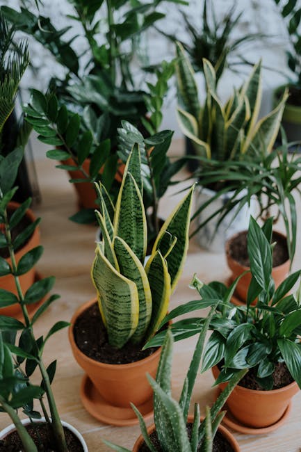indoor plants green