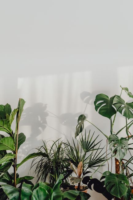 indoor plants green