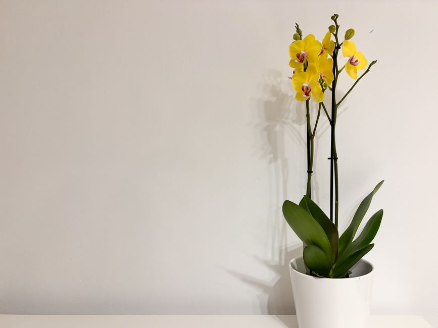 白い壁の前に置かれた鉢植えの黄色い胡蝶蘭