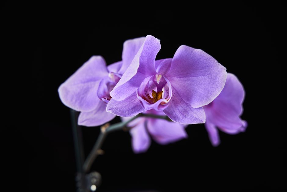 黒い背景に浮かぶ紫色の胡蝶蘭の花
