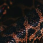 パイソンレザー特有の鱗模様のクローズアップ