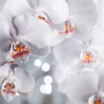 淡い光の中で咲く白い胡蝶蘭のクローズアップ