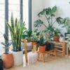 明るい窓辺に並べたサンスベリアやモンステラなどの観葉植物