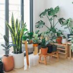 明るい窓辺に並べたサンスベリアやモンステラなどの観葉植物